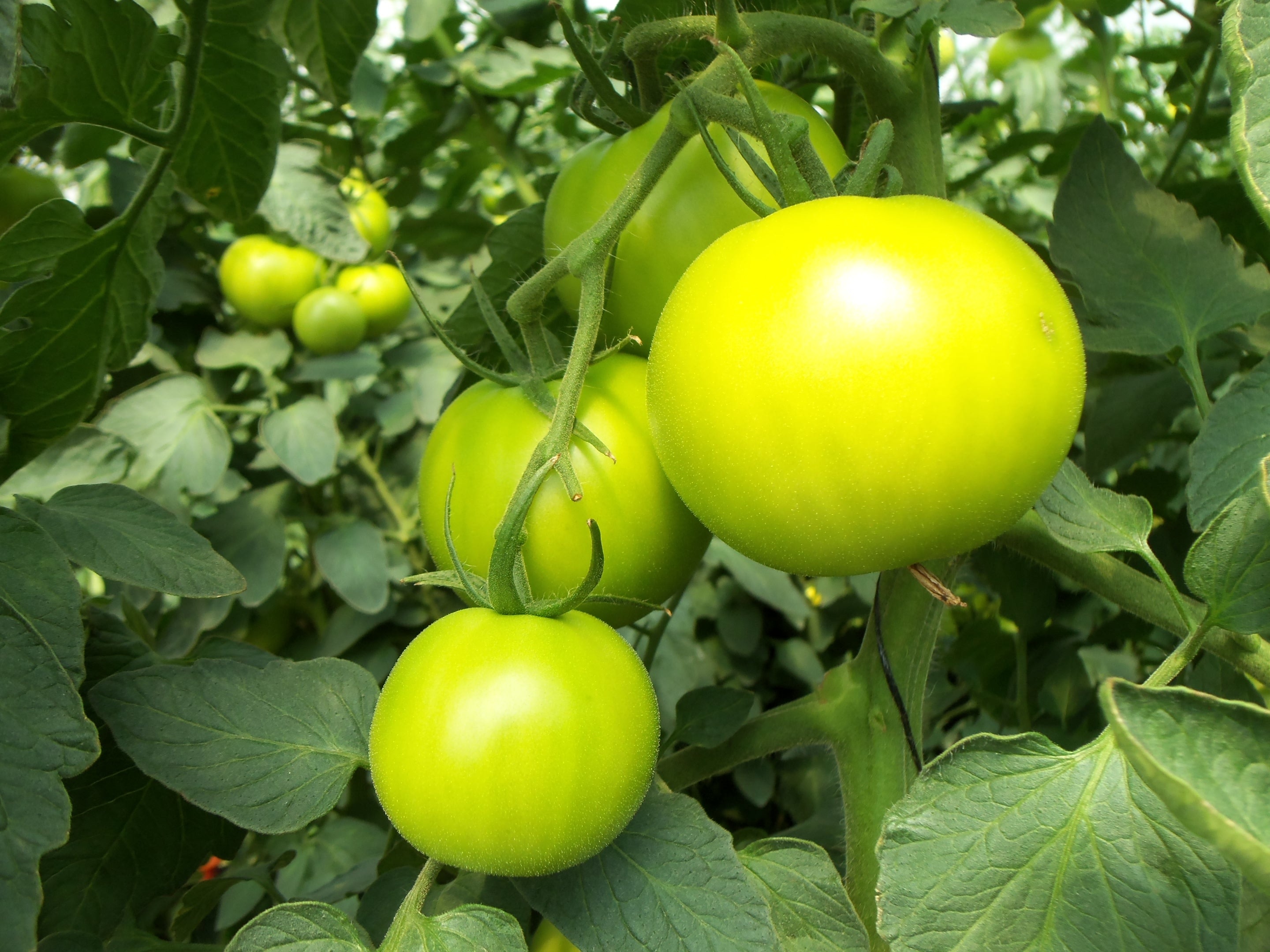 unripe tomatoes