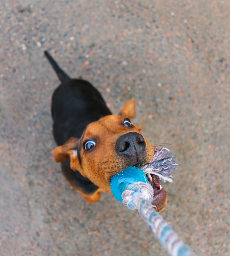black and tan doberman pinscher puppy playing tag of war preview
