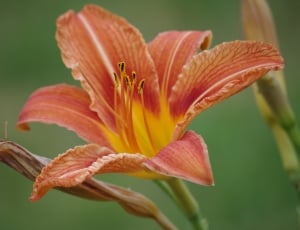 Lily, Red, Plant, Flower, Pink, flower, petal thumbnail