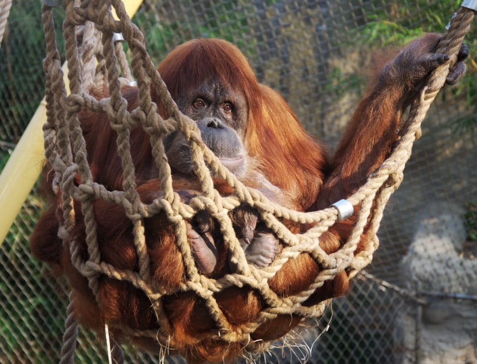 brown orangutan preview
