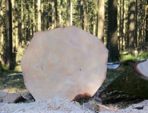 brown tree log thumbnail
