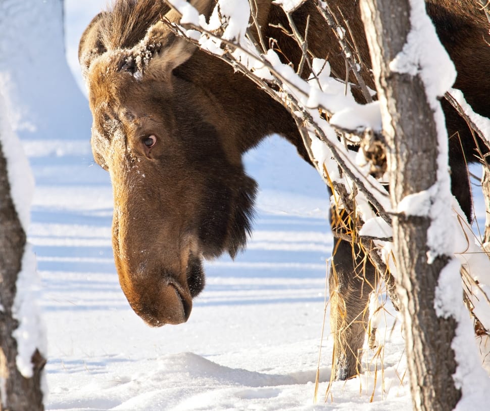 Moose in Snow preview
