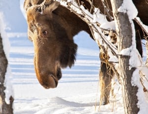 Moose in Snow thumbnail