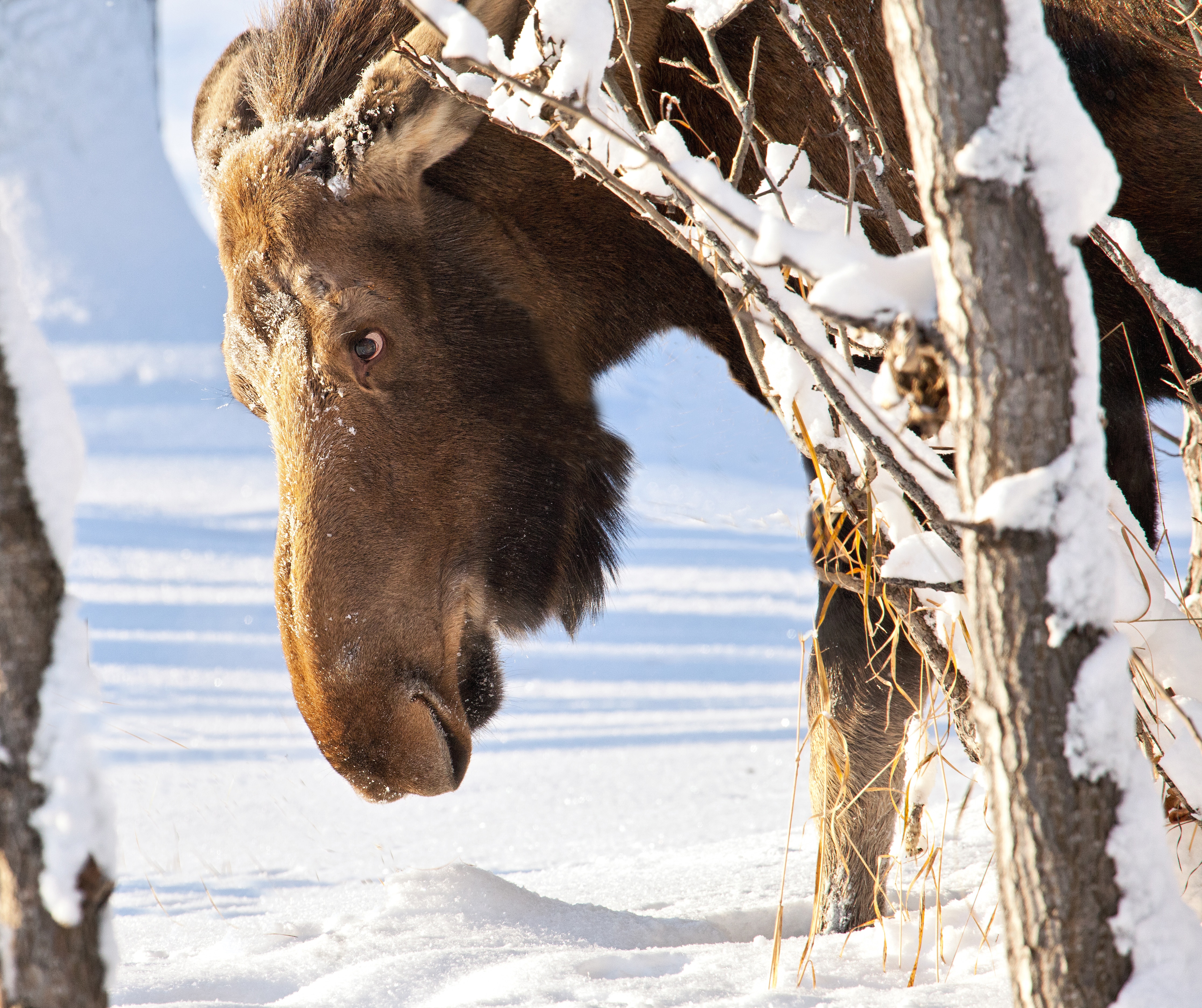 Moose in Snow