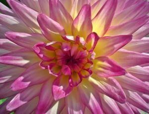 Dahlia, Close, Garden, Pink, Plant, flower, pink color thumbnail