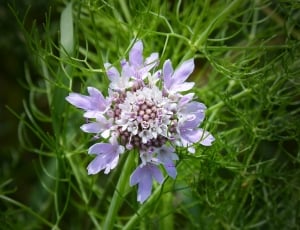 Wild Flower, Geometric Forms, Detail, flower, purple thumbnail