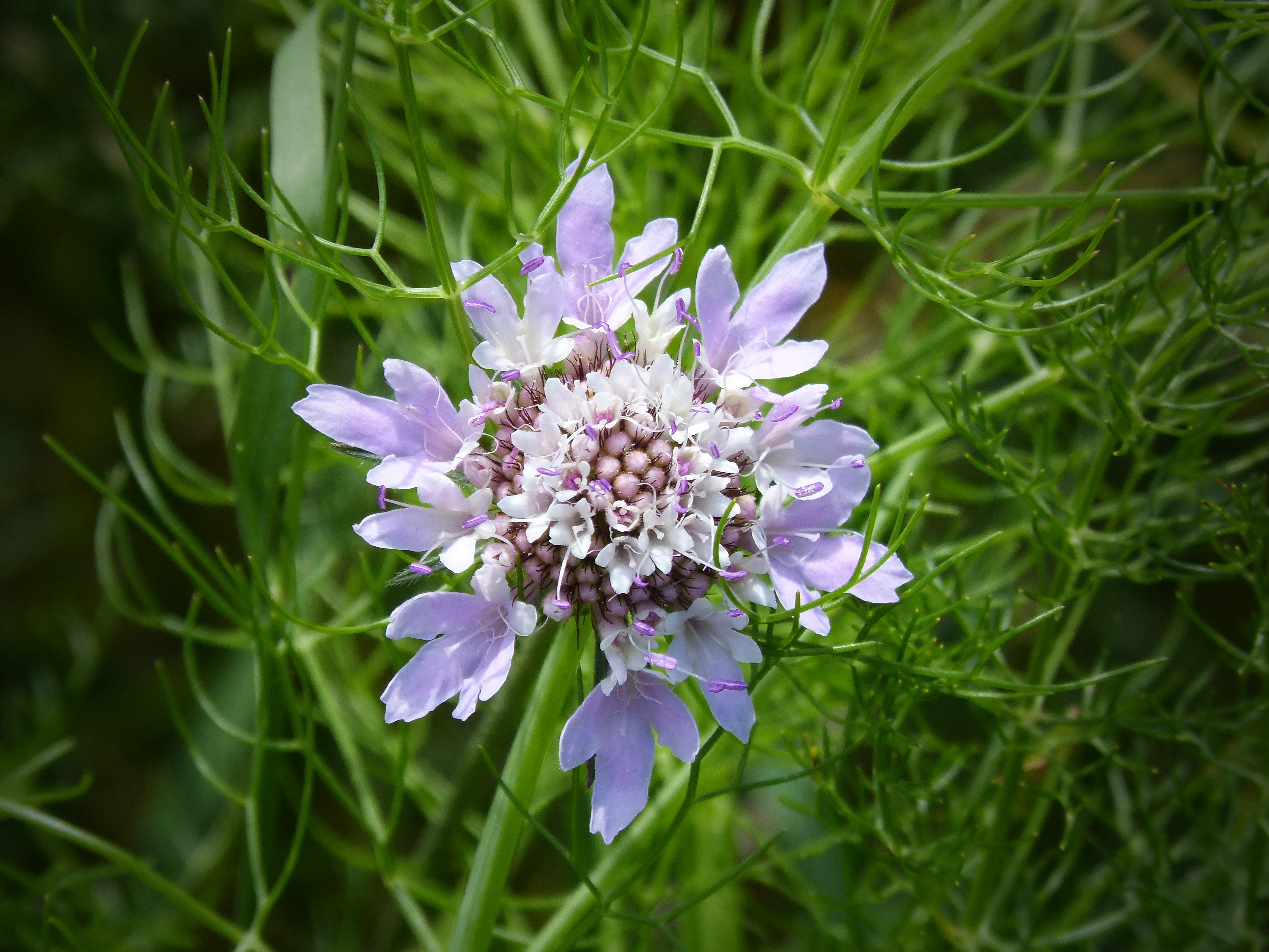 Wild Flower, Geometric Forms, Detail, flower, purple