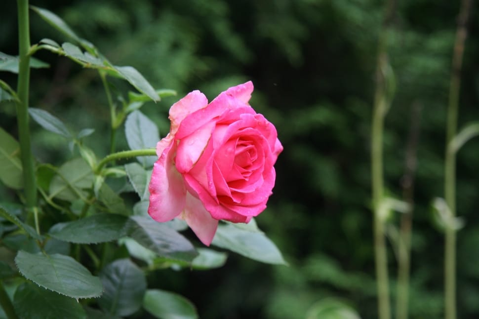 pink rose in close up photography preview