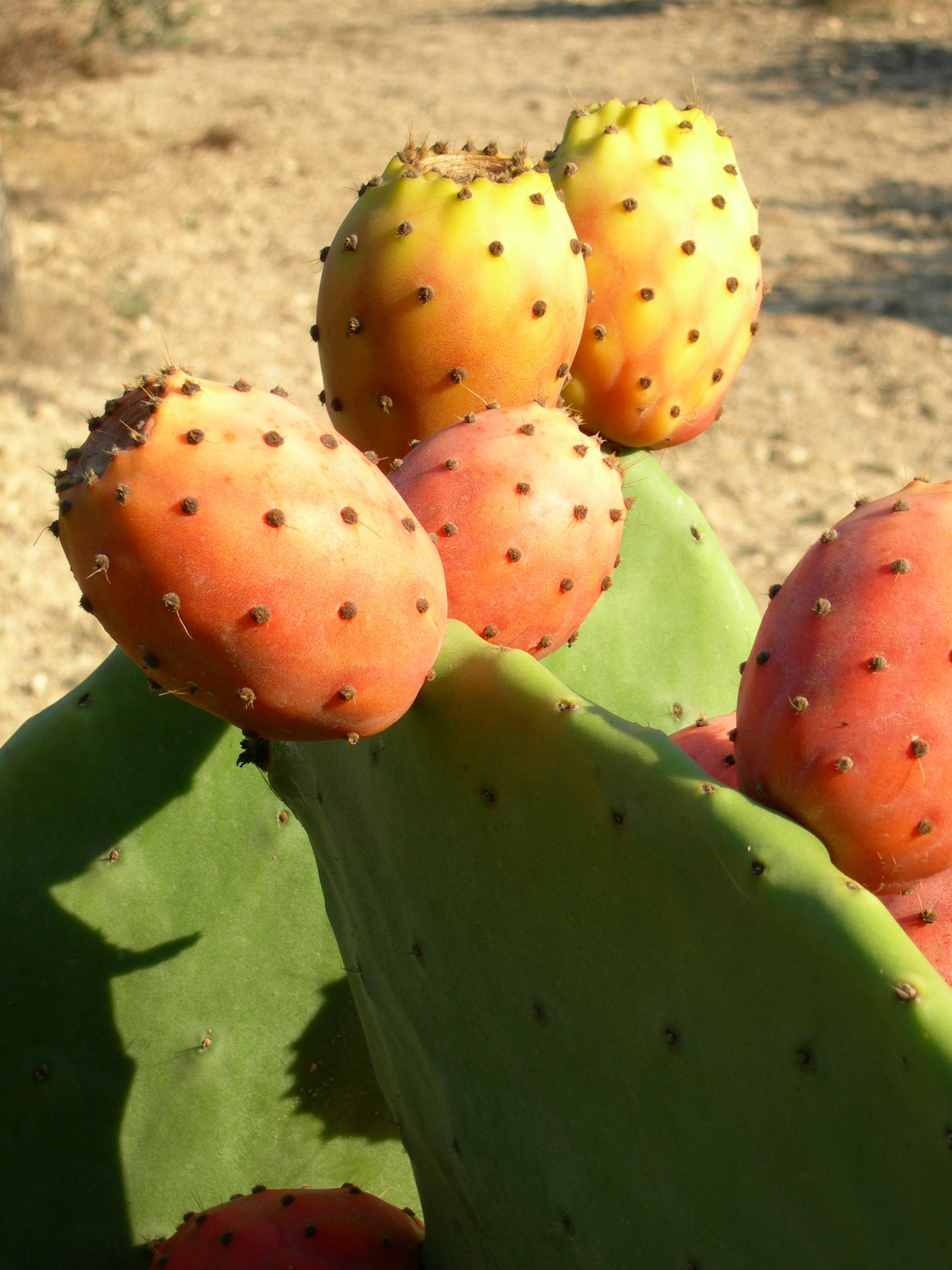 Опунция фрукт. Плоды кактуса опунция. Фрукт Prickly Pear. Опунция Инжирная. Опунция индийская съедобная.