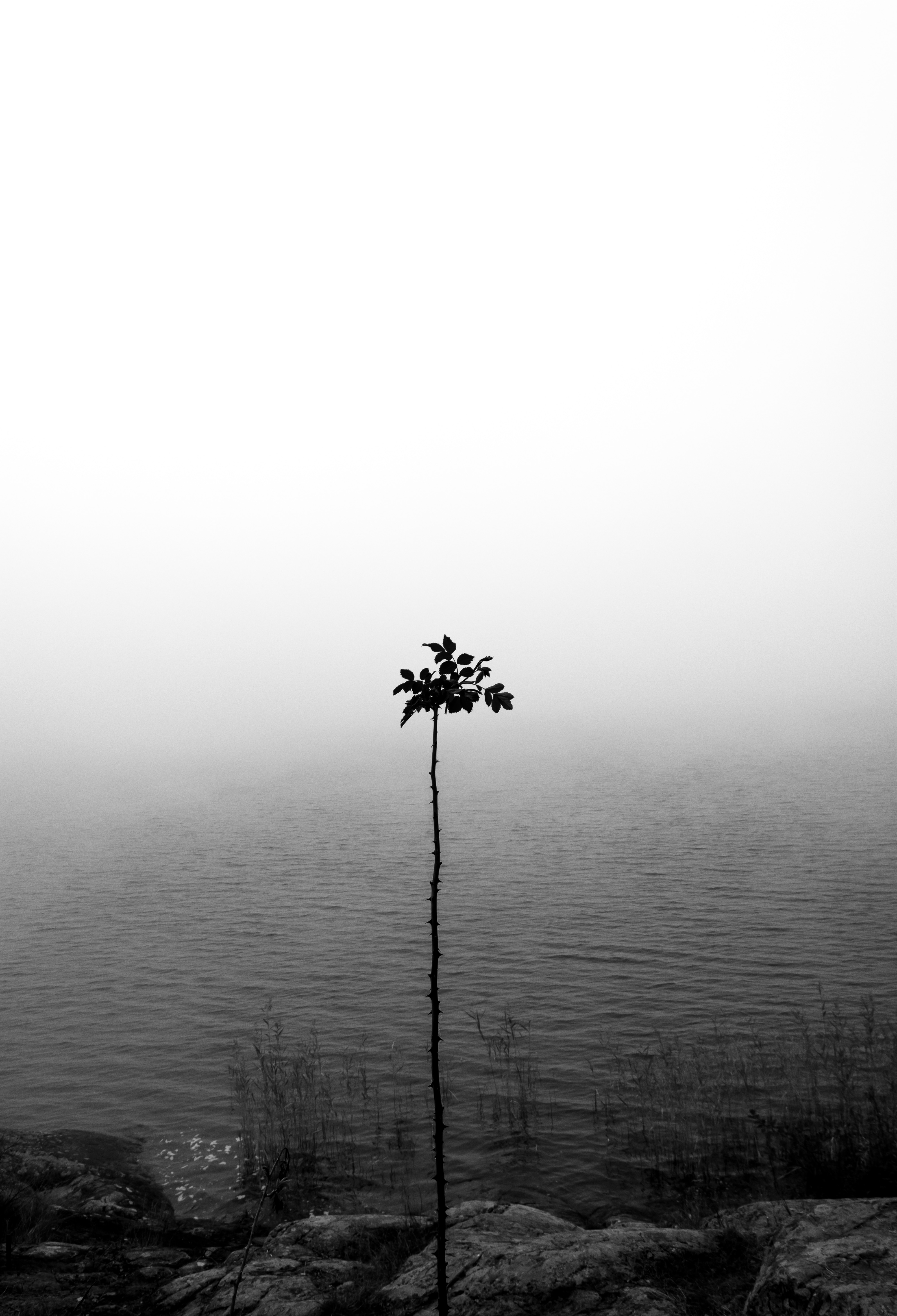 photography of plant and body of water