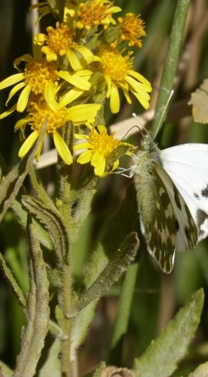 white and black butterfly thumbnail