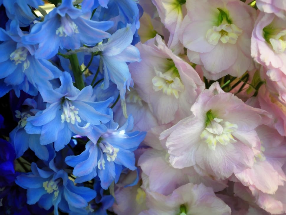 blue and white flower preview