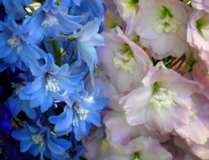 blue and white flower thumbnail