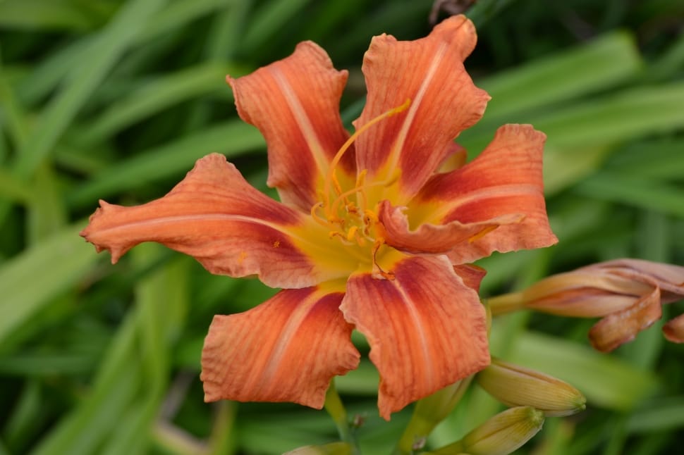 Tiger Lily, Day Lily, Orange, Close-Up, flower, orange color preview