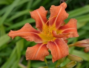 Tiger Lily, Day Lily, Orange, Close-Up, flower, orange color thumbnail
