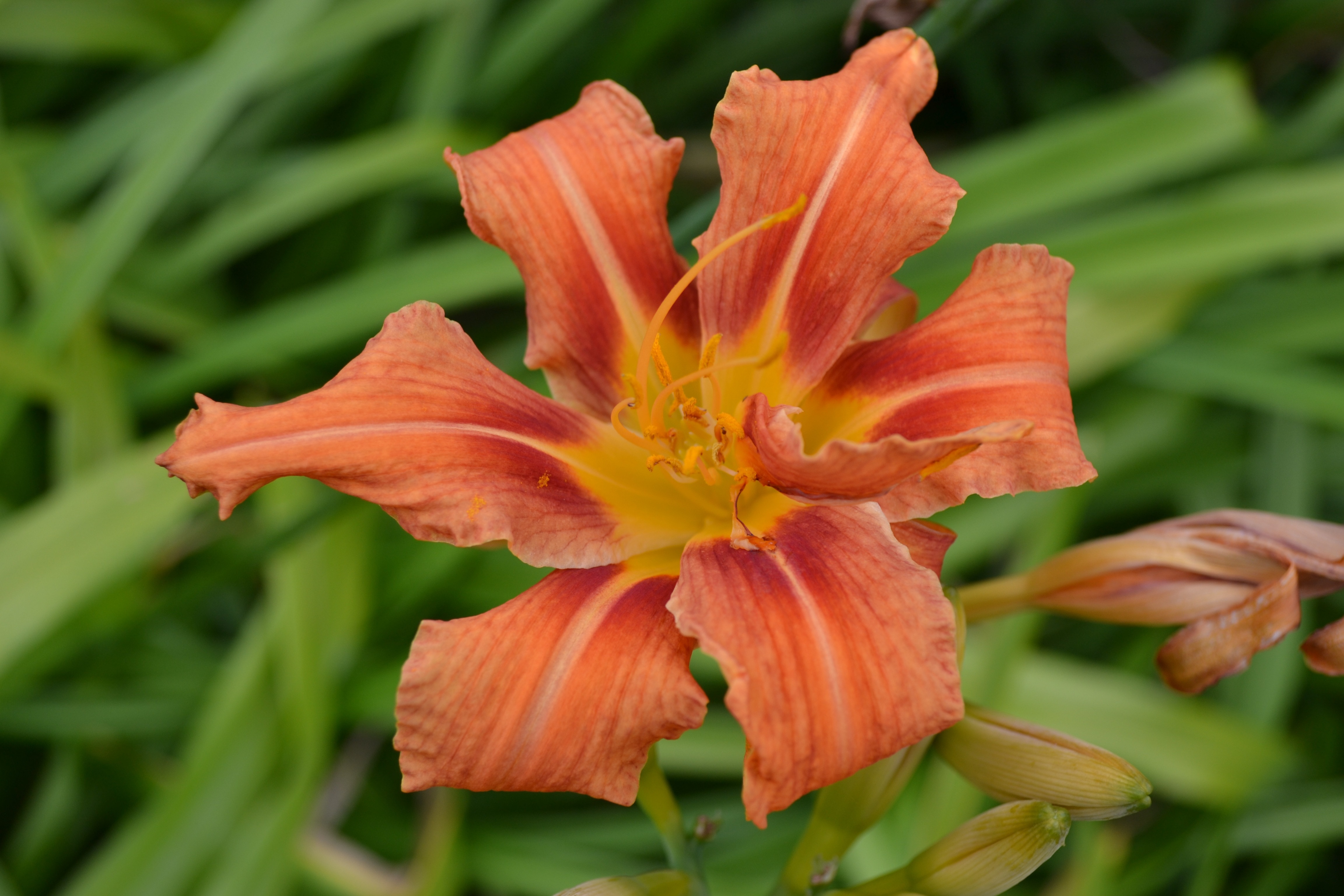 Tiger Lily, Day Lily, Orange, Close-Up, flower, orange color