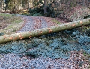 Wood Casework, Road, Forest Work, sewage, sewer thumbnail