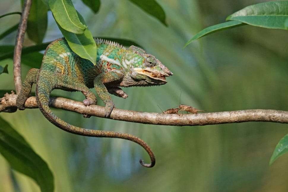 Panther Chameleon, Food, Eat, Grille, one animal, reptile preview