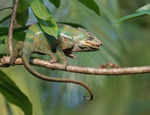 Panther Chameleon, Food, Eat, Grille, one animal, reptile thumbnail