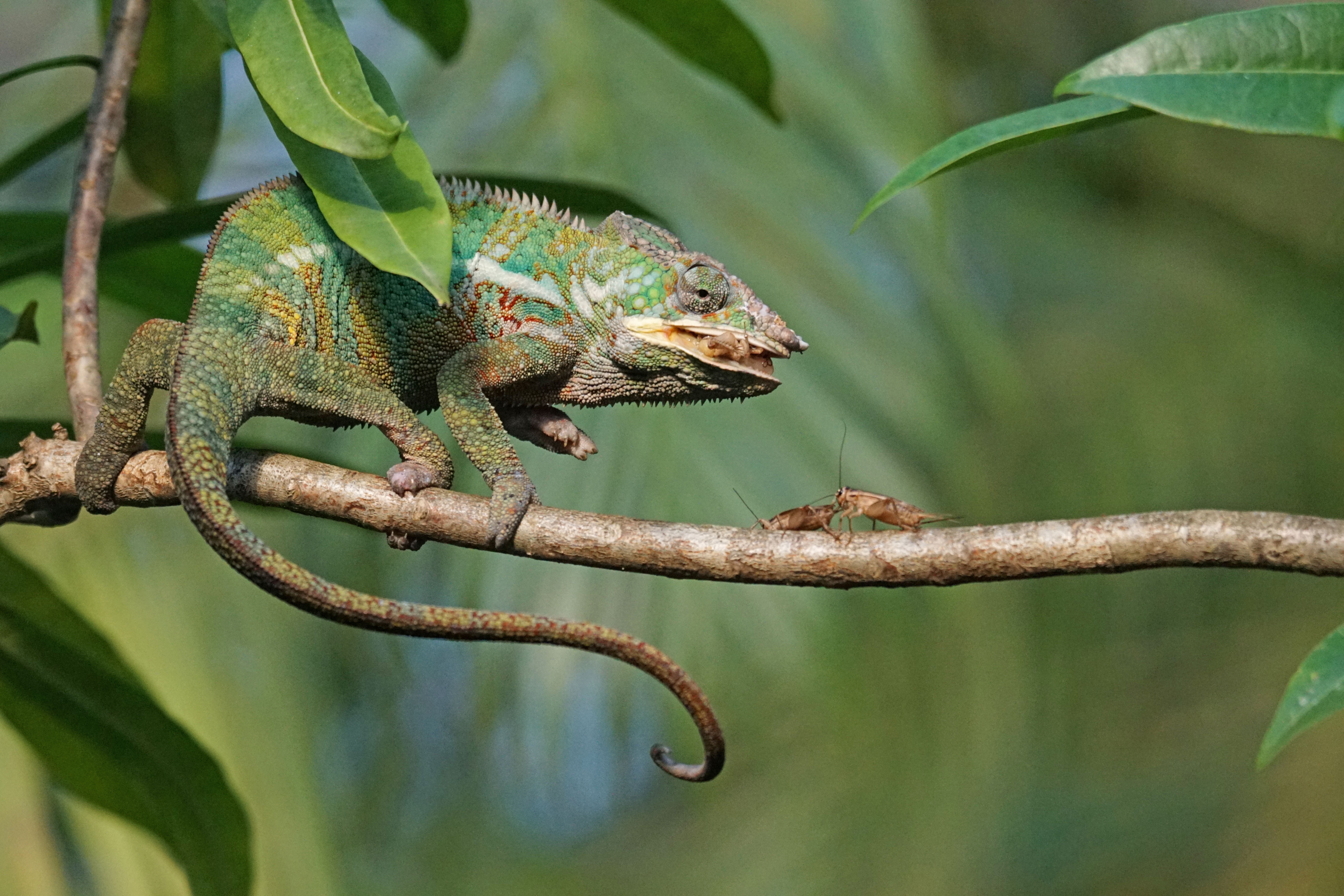 Panther Chameleon, Food, Eat, Grille, one animal, reptile