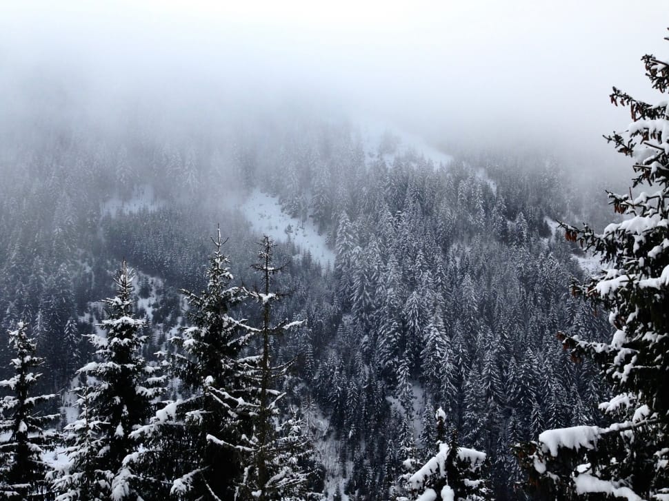 silhouette photography of trees on mountain covered by snow during daytime preview