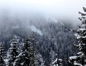 silhouette photography of trees on mountain covered by snow during daytime thumbnail