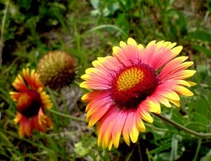 pink-and-yellow blanket flowers in bloom close-up photo thumbnail