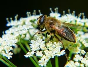 honey bee on white cluster flower thumbnail