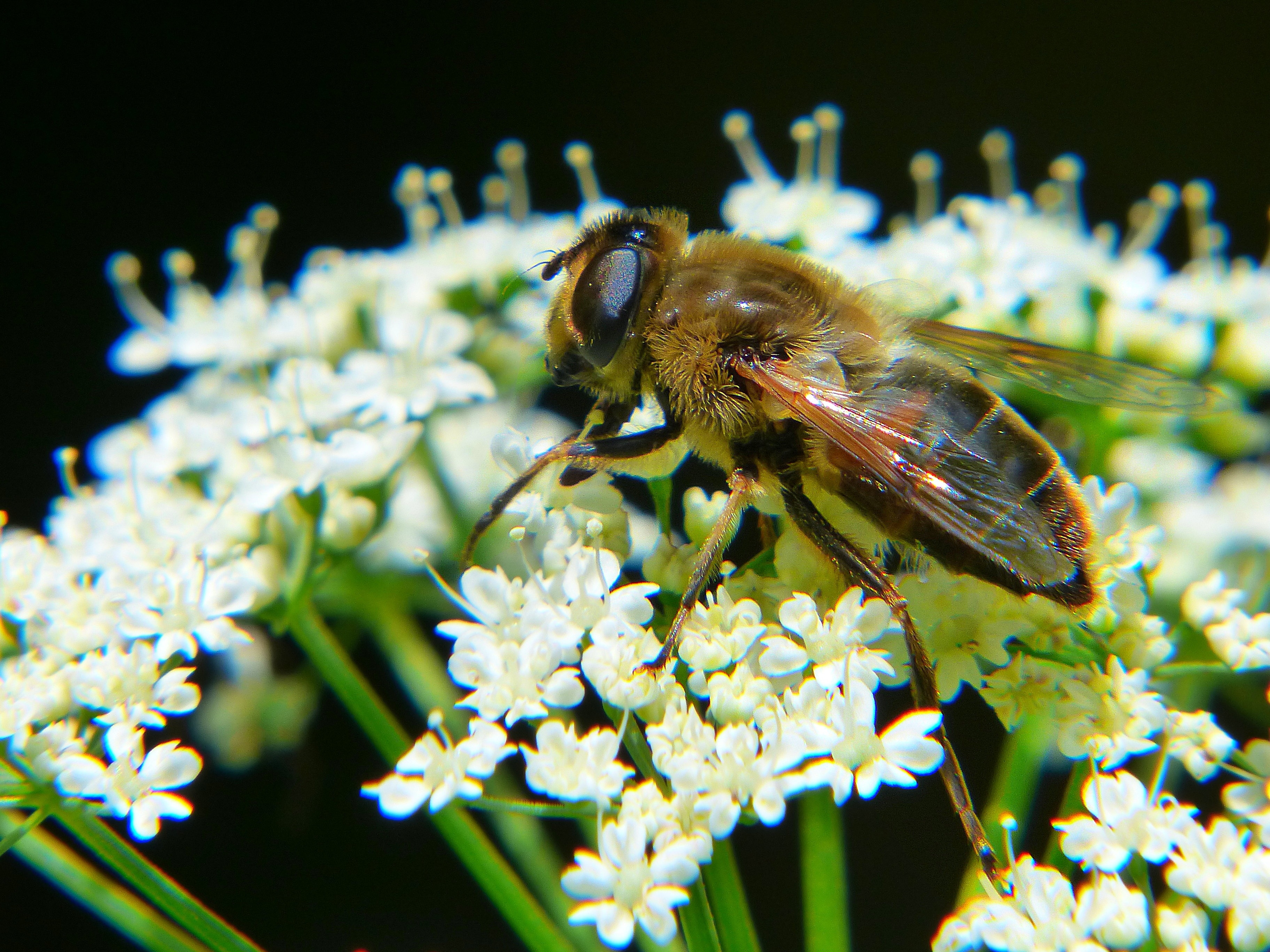 honey bee on white cluster flower