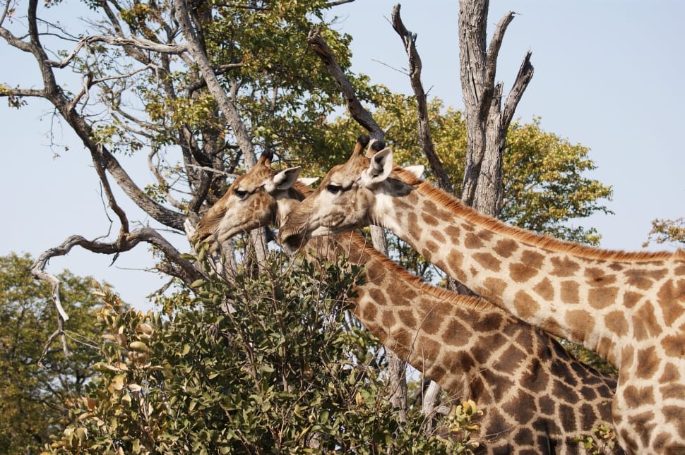 2 giraffe near tree preview