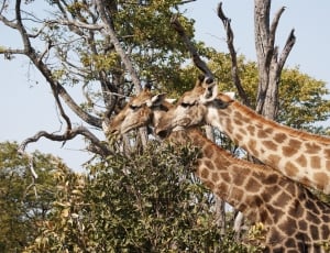 2 giraffe near tree thumbnail