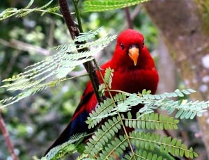 red, bird, branch, animal, red, one animal thumbnail