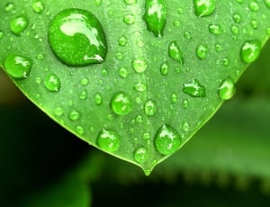 Water, Drops, Leaf, Grass, Green, Dew, drop, leaf thumbnail
