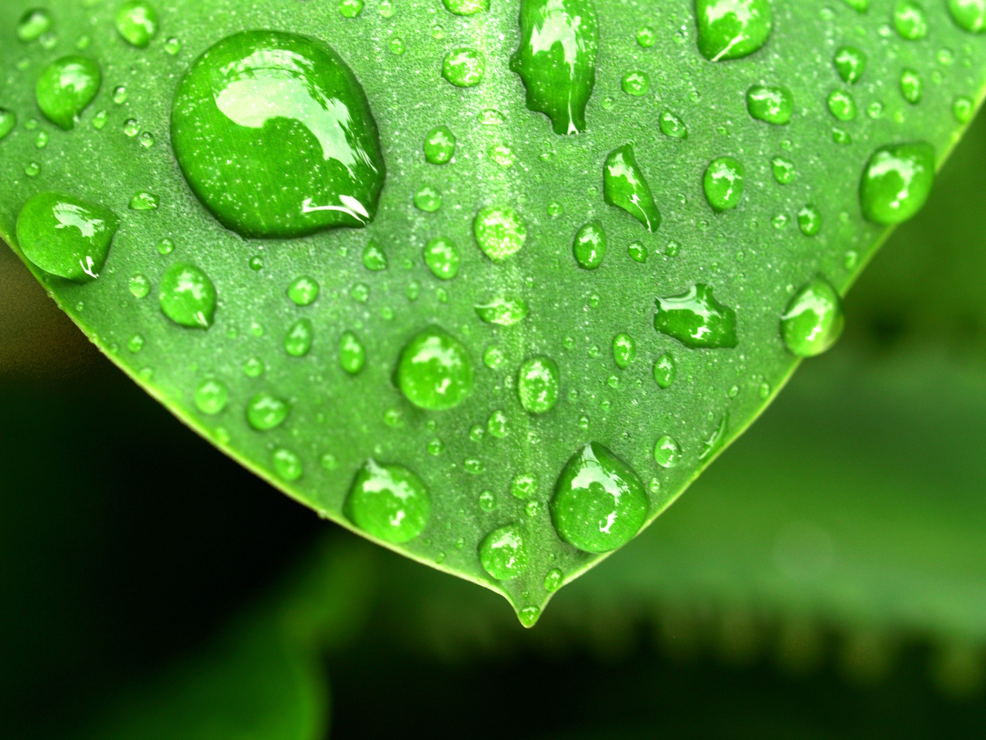 Water, Drops, Leaf, Grass, Green, Dew, drop, leaf