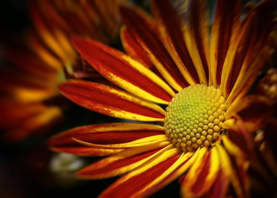 Chrysanthemum, Double, Yellow, Red, flower, petal preview