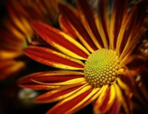 Chrysanthemum, Double, Yellow, Red, flower, petal thumbnail