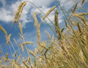 wheats fields thumbnail