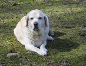 white dog lying on the grass land thumbnail