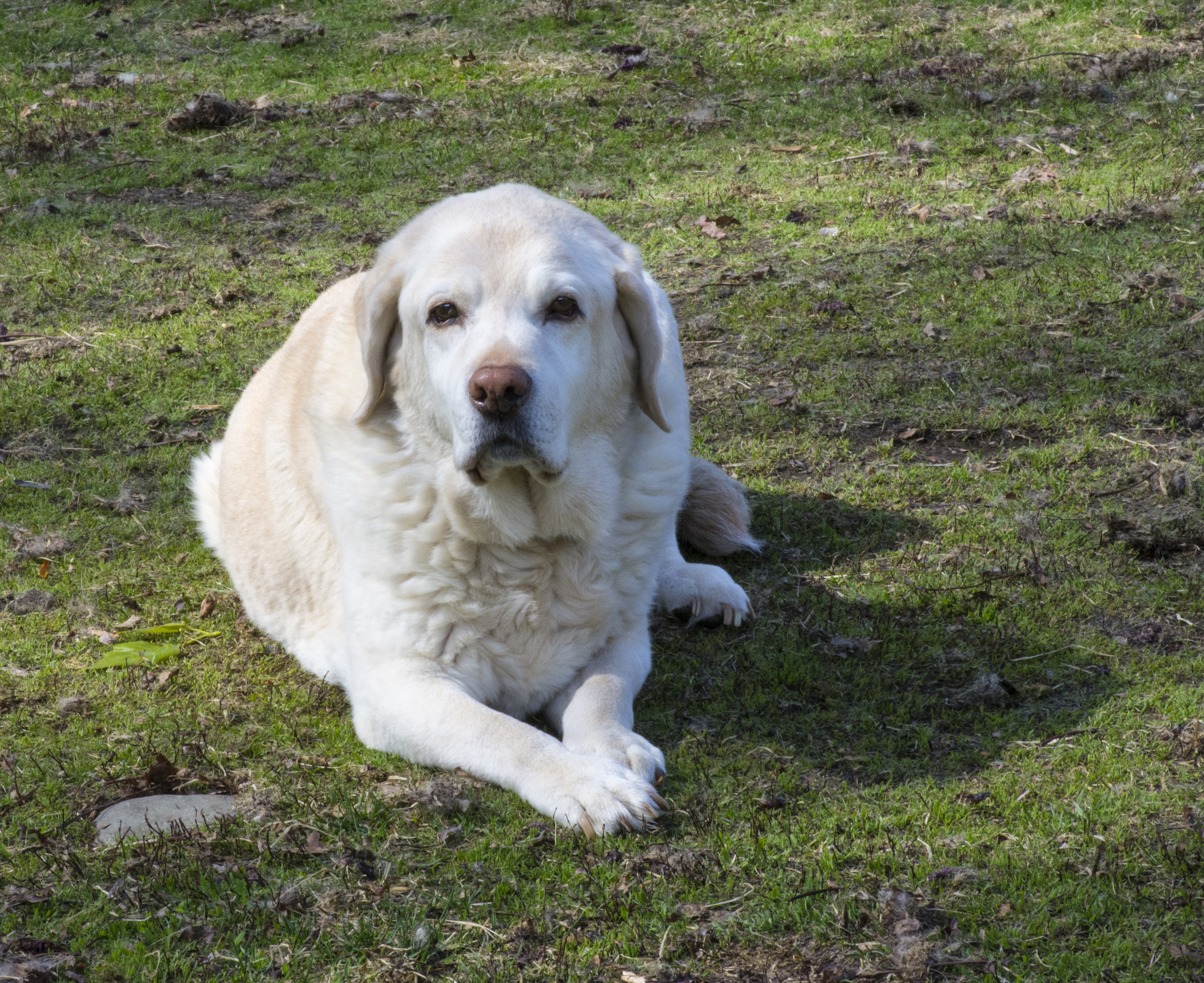white dog lying on the grass land