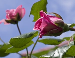 pink rose close up photo thumbnail
