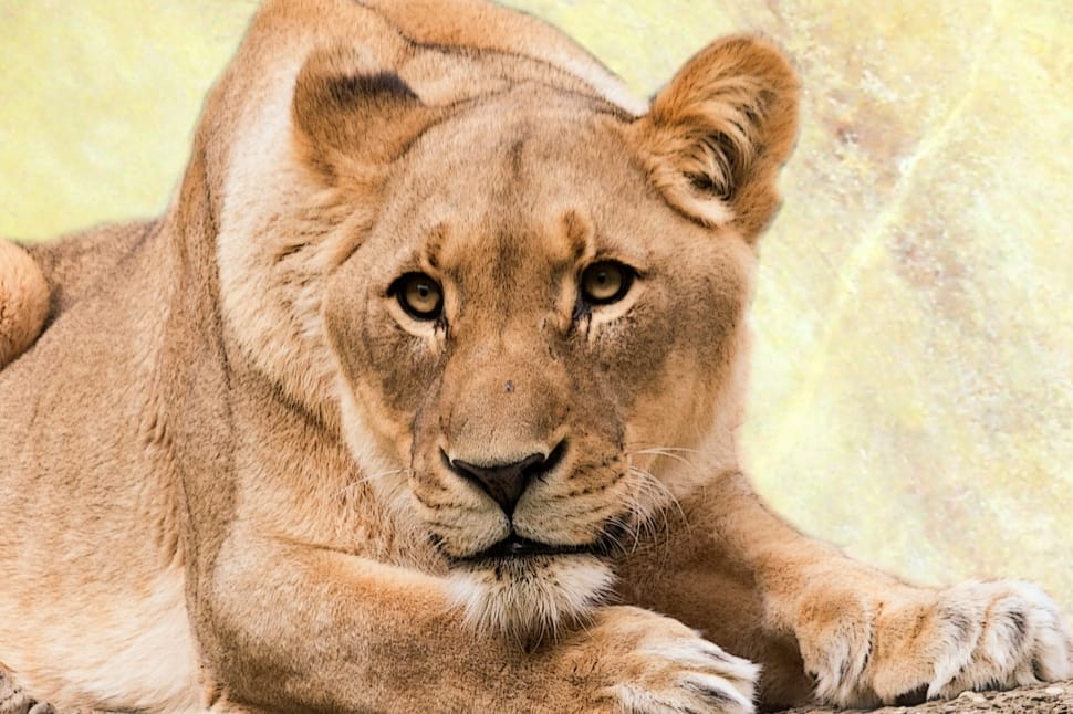 brown lioness preview