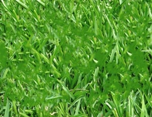 green grass at daytime thumbnail