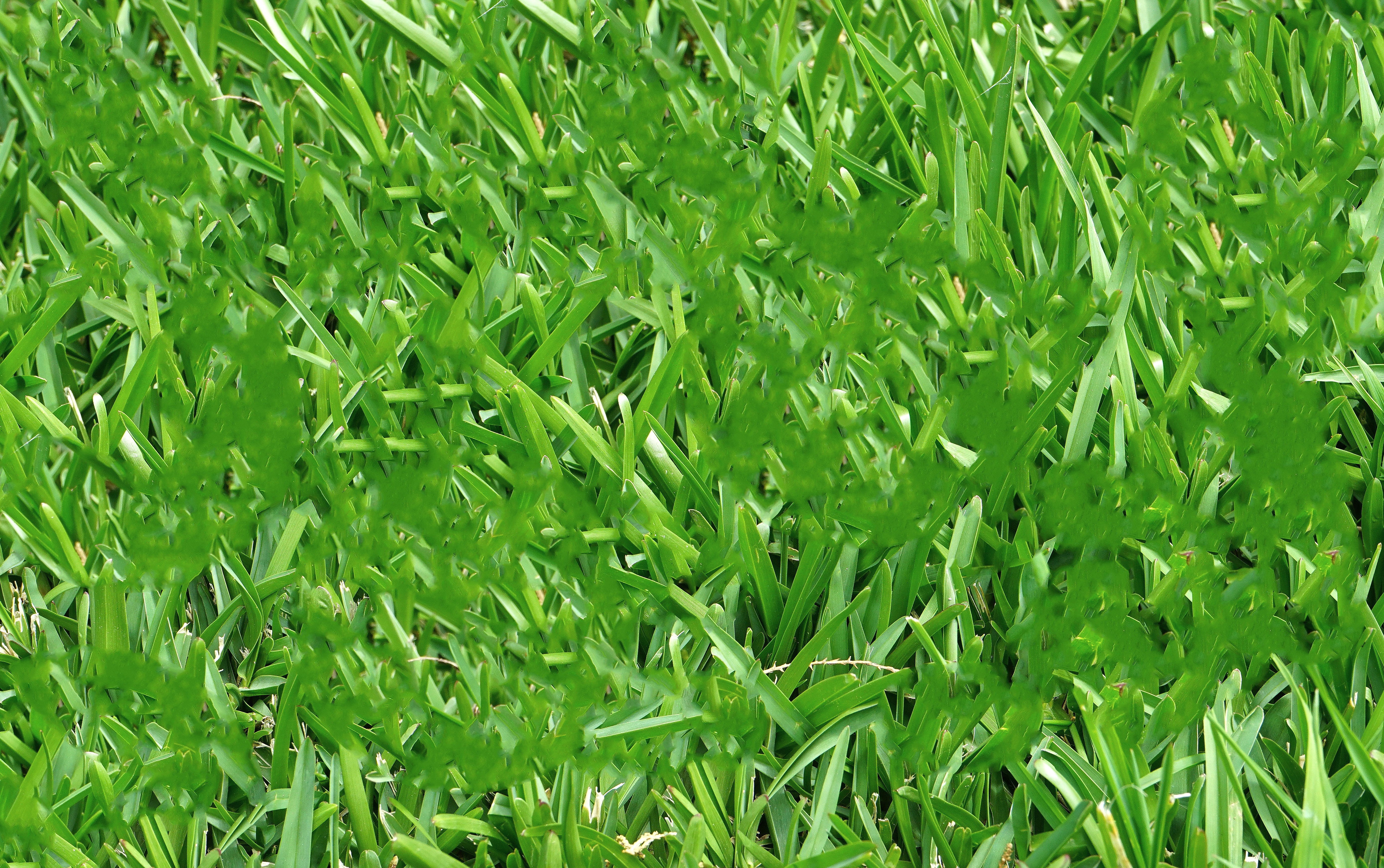 green grass at daytime