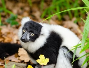 Black and white Ruffed Lemur thumbnail