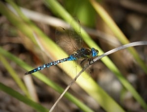 blue and green dragonfly on white stem of plant during daytime thumbnail