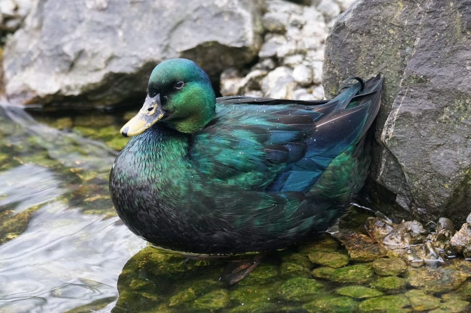 green mallard duck preview