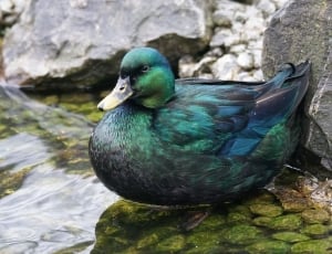 green mallard duck thumbnail