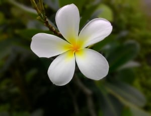 white plumeria flower thumbnail