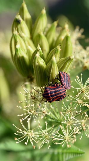 black and red lined bug thumbnail