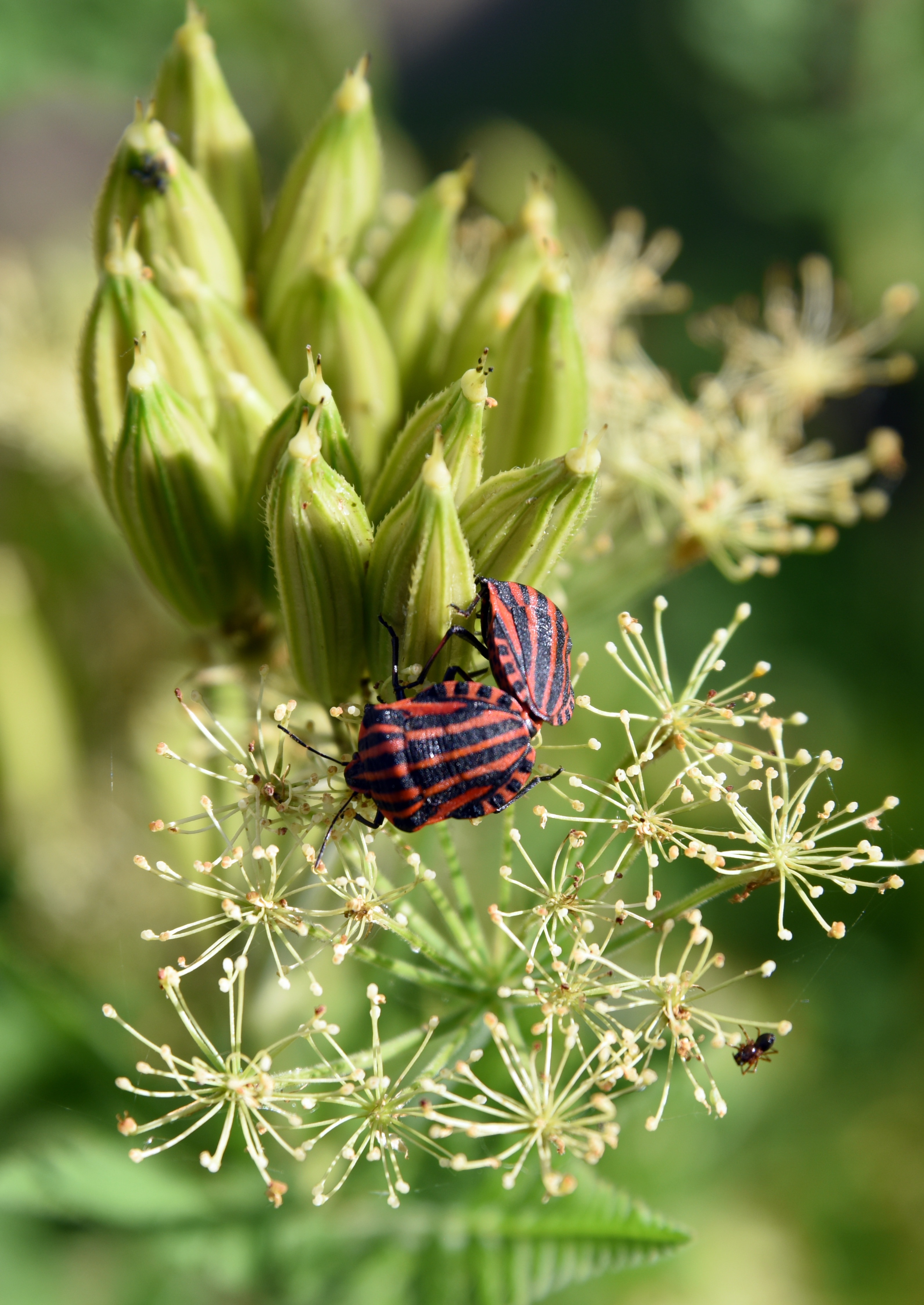 black and red lined bug
